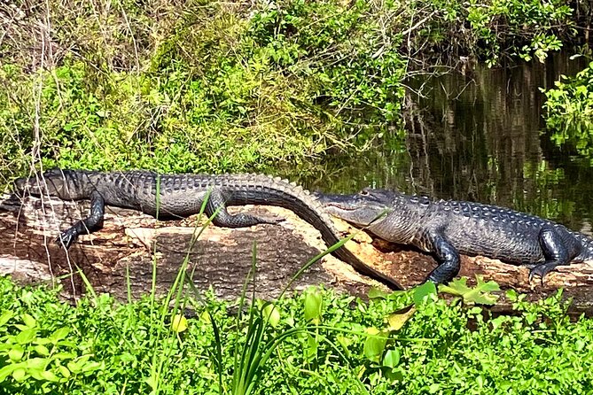 Silver Springs Premium Florida Wildlife Experience! - Key Highlights You Should Care About