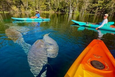 Silver Springs Premium Florida Wildlife Experience! - Your 2-Hour Paddle Plan and What Happens on the Water