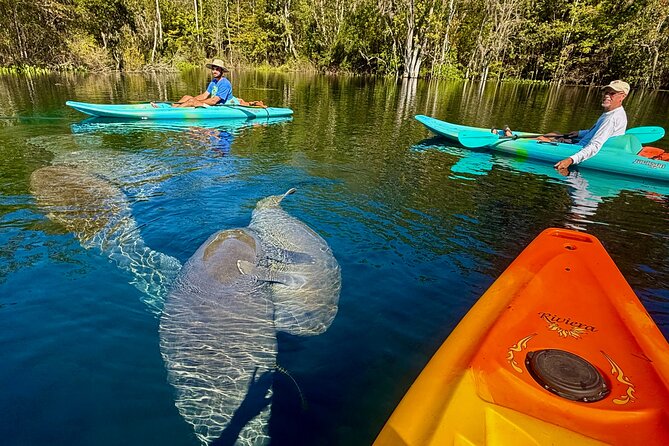 Silver Springs Premium Florida Wildlife Experience! - Your 2-Hour Paddle Plan and What Happens on the Water