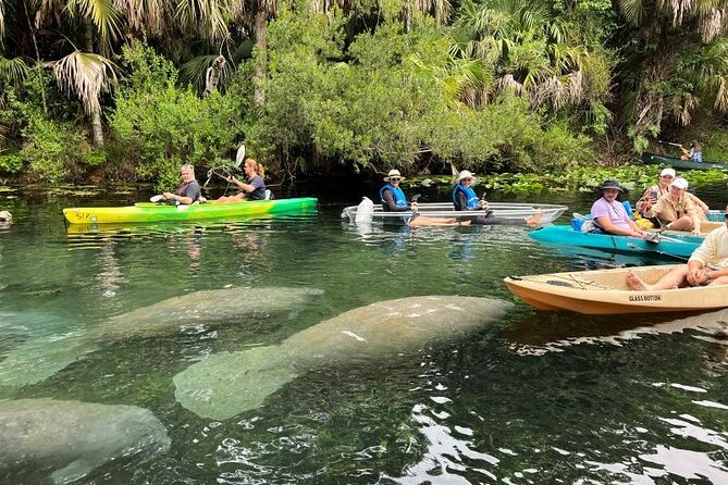 Silver Springs Self Guided Clear Kayak Rentals - Main River Paddling: The Part Where Manatees Usually Steal the Show