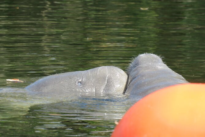 Small Group Manatee Discovery Kayak Tour near Orlando - The main paddle: 1 hour 45 minutes of wildlife watching