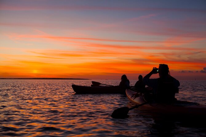 Sunset Bioluminescent Comb Jelly & Dolphin Tour - Dolphins, comb jellies, algae glitter: what you can realistically expect