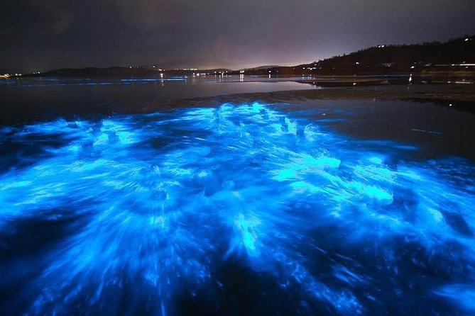 Sunset Bioluminescent Comb Jelly & Dolphin Tour - What’s included (and why it makes this worth $79)
