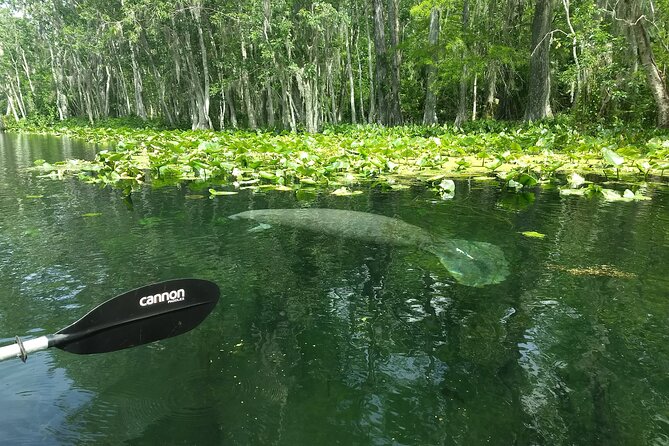 Sunset kayaking tour at Manatee Cove with Manatee & Dolphin sightings - When it gets dark: glowing jellyfish and the calm that makes it work