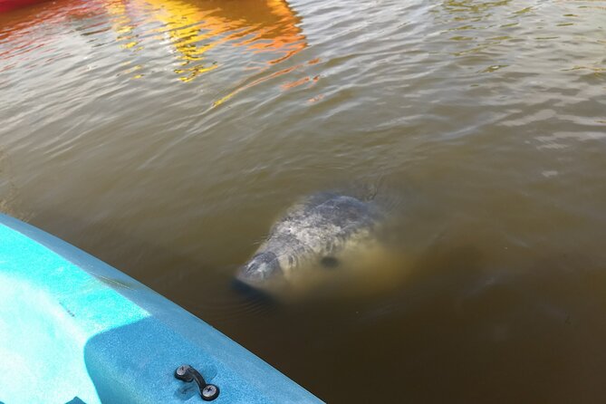 Sunset kayaking tour at Manatee Cove with Manatee & Dolphin sightings - Who this tour fits best (and who might want to skip it)