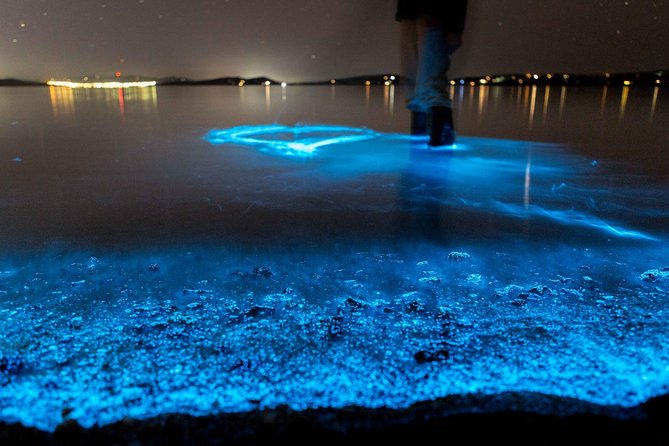 Sunset Kayaking w/ Florida Bioluminescence Combo Tour | Haulover canal - Stop 1 at Florida Adventurer Inc: check-in that keeps you from overthinking it