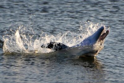 Sunset Tour Mangrove, Dolphins, Manatee #1 Rated in Cocoa Beach - Dolphins and manatees: how to think about sightings