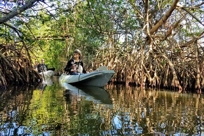 Sunset Tour Mangrove, Dolphins, Manatee #1 Rated in Cocoa Beach - What $60 covers: gear, photos, and the real value