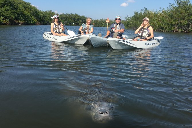 Sunset Tour Mangrove, Dolphins, Manatee #1 Rated in Cocoa Beach - Who should book this mangrove, dolphin, and manatee kayak tour