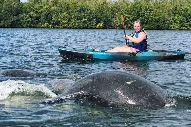 Thousand Island Mangrove Tunnel, Manatee & Dolphin Kayak Tour w/Cocoa Kayaking - What to do when wildlife is shy: keeping the day satisfying anyway