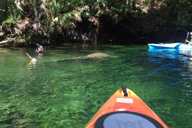 Wekiva River Guided Kayak Tour - Wildlife spotting without getting stressed