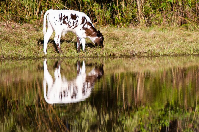 Wild Florida Drive-Thru Safari and Gator Park Admission - Gator Park included: walking around after the drive
