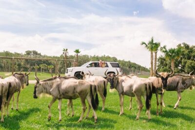 Wild Florida Drive-Thru Safari and Gator Park Admission - The Wild Florida drive-thru safari: your car, your pace, your animal sightings