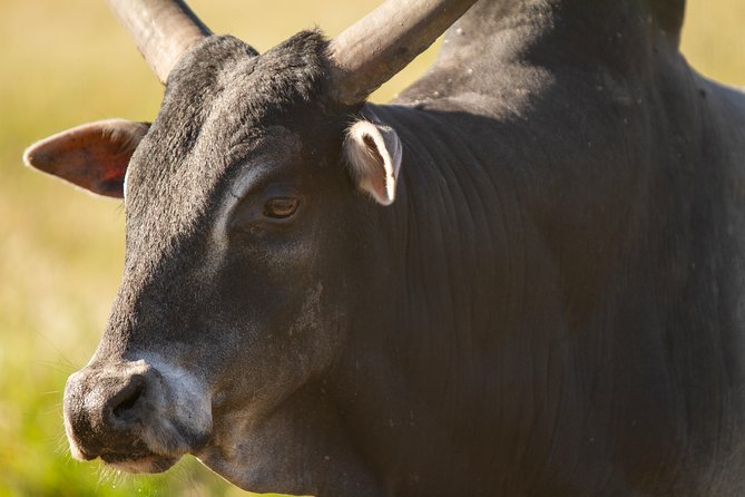 Wild Florida Drive-Thru Safari and Gator Park Admission - Giraffe feeding for an extra fee: is it worth it?