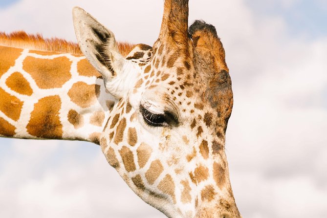 Wild Florida Drive-Thru Safari and Gator Park Admission - How to get better photos and fewer headaches
