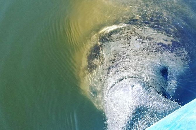 Wildlife Refuge Manatee, Dolphin & Mangrove Kayak or Paddleboarding Tour! - Wildlife you’re likely to see: manatees, dolphins, and the extras